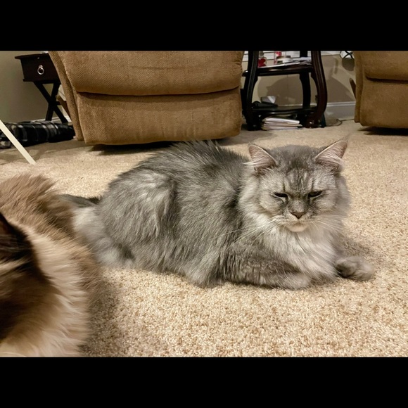 Meet your Posher, Patty - Picture 1 of 1